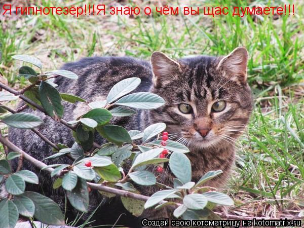 Я гипнотезёр!!!Я знаю о чём вы щас думаете!!!... Котоматрица: Я гипнотезёр!!!Я знаю о чём вы щас думаете!!!