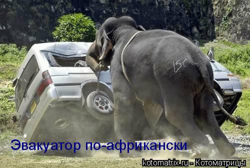 Эвакуатор по-африкански... Котоматрица: Эвакуатор по-африкански