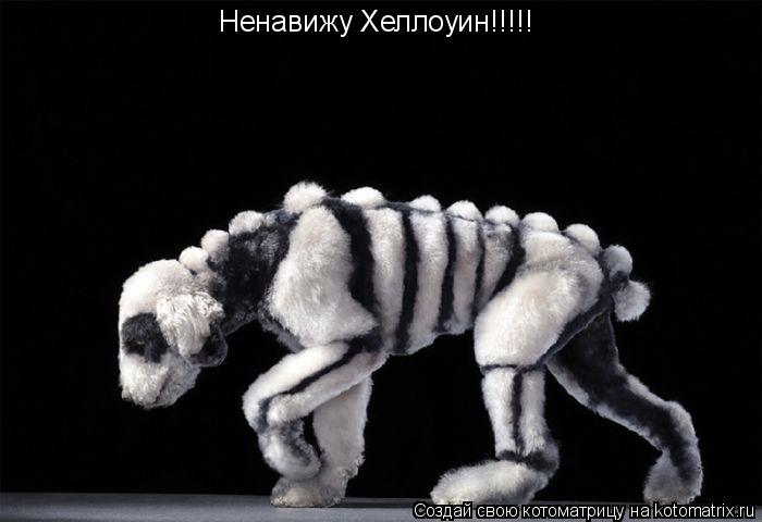 Ненавижу Хеллоуин!!!!!... Котоматрица: Ненавижу Хеллоуин!!!!!