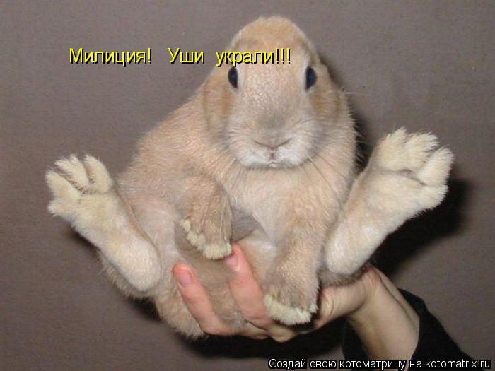 Милиция! Уши украли!!!... Котоматрица: Милиция! Уши украли!!!