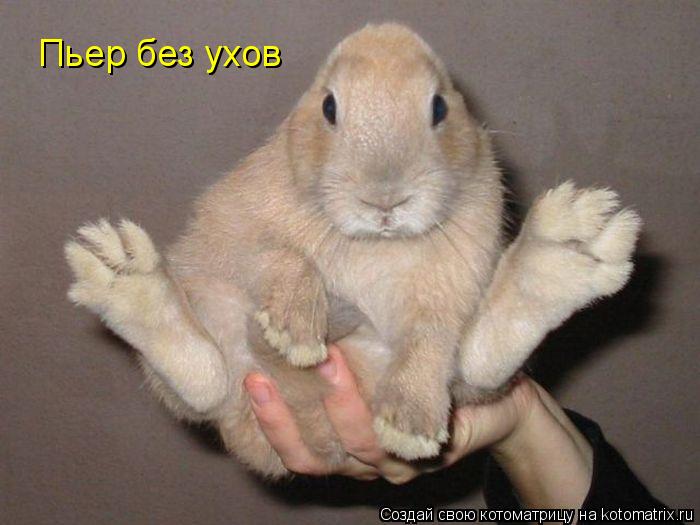 Котоматрица: Пьер без ухов