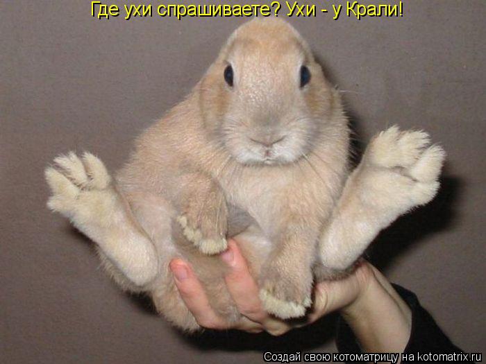 Где ухи спрашиваете? Ухи - у Крали!... Котоматрица: Где ухи спрашиваете? Ухи - у Крали!