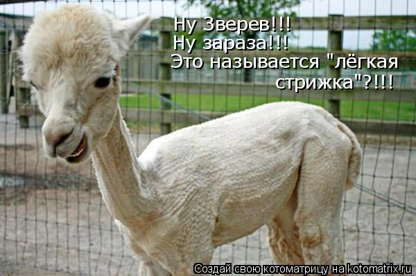 Ну Зверев!!! Ну зараза!!! Это называется "лёгкая стрижка"?!!!... Котоматрица: Ну Зверев!!! Ну зараза!!! Это называется "лёгкая стрижка"?!!!