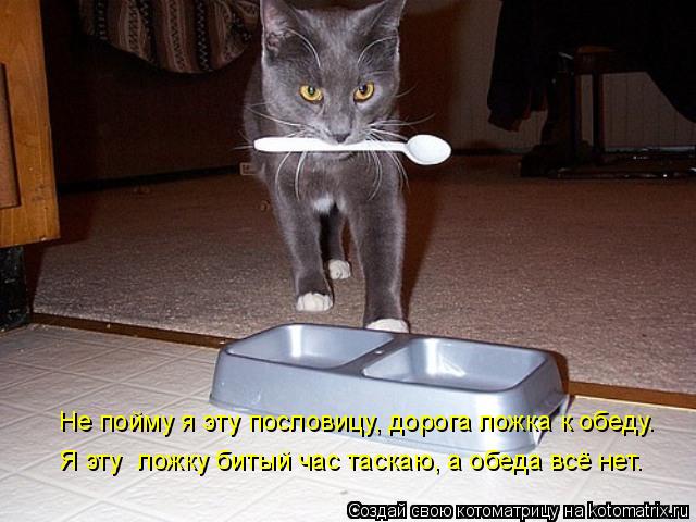 Котоматрица: Не пойму я эту пословицу, дорога ложка к обеду.  Я эту  ложку битый час таскаю, а обеда всё нет.
