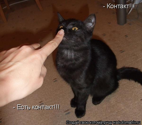- Есть контакт!!! - Контакт!!!... Котоматрица: - Есть контакт!!! - Контакт!!!