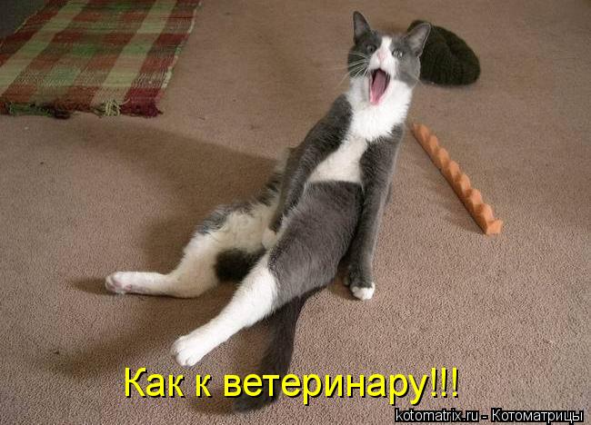 Как к ветеринару!!!... Котоматрица: Как к ветеринару!!!