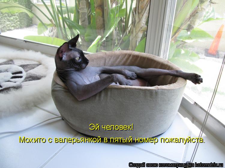 Эй человек! Мохито с валерьянкой в пятый номер пожалуйста.... Котоматрица: Эй человек! Мохито с валерьянкой в пятый номер пожалуйста.