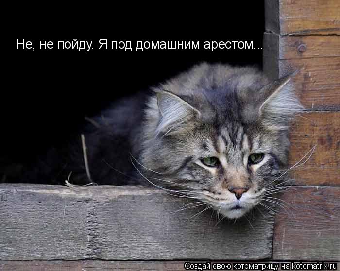 Не, не пойду. Я под домашним арестом...... Котоматрица: Не, не пойду. Я под домашним арестом...
