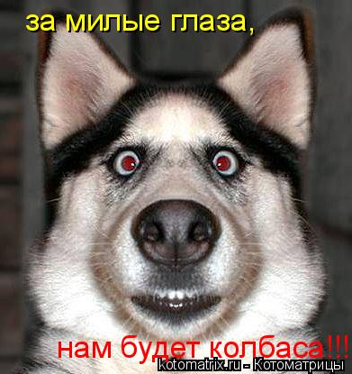 за милые глаза, нам будет колбаса!!!... Котоматрица: за милые глаза, нам будет колбаса!!!