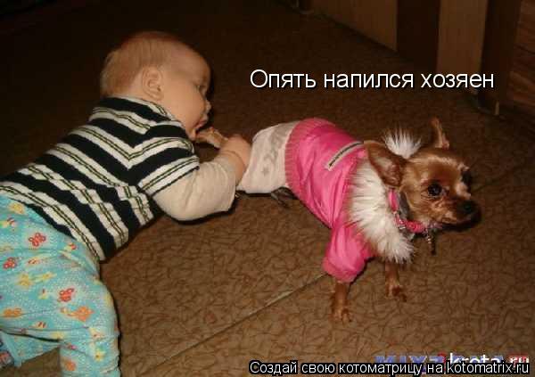 Опять напился хозяен... Котоматрица: Опять напился хозяен