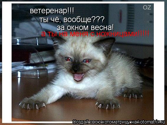 ветеренар!!! ты чё, вообще??? за окном весна! а ты на меня с ножницами!!!!!... Котоматрица: ветеренар!!! ты чё, вообще??? за окном весна! а ты на меня с ножницами!!!!!