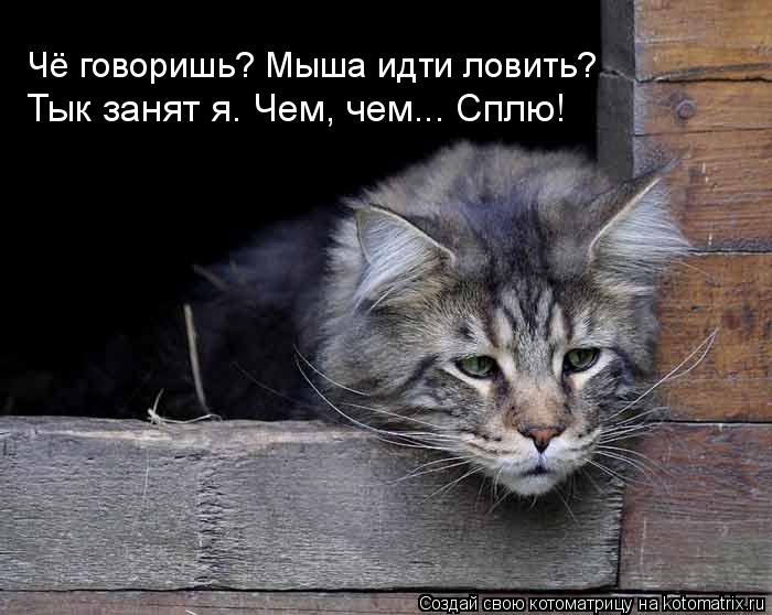 Чё говоришь? Мыша идти ловить? Тык занят я. Чем, чем... Сплю!... Котоматрица: Чё говоришь? Мыша идти ловить? Тык занят я. Чем, чем... Сплю!