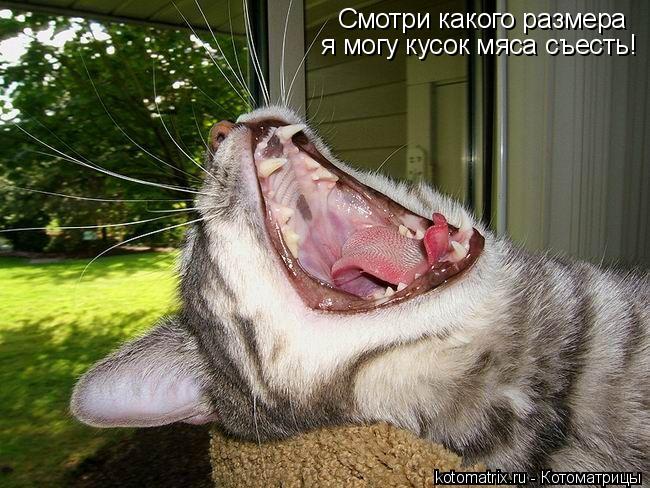 Смотри какого размера я могу кусок мяса съесть!... Котоматрица: Смотри какого размера я могу кусок мяса съесть!