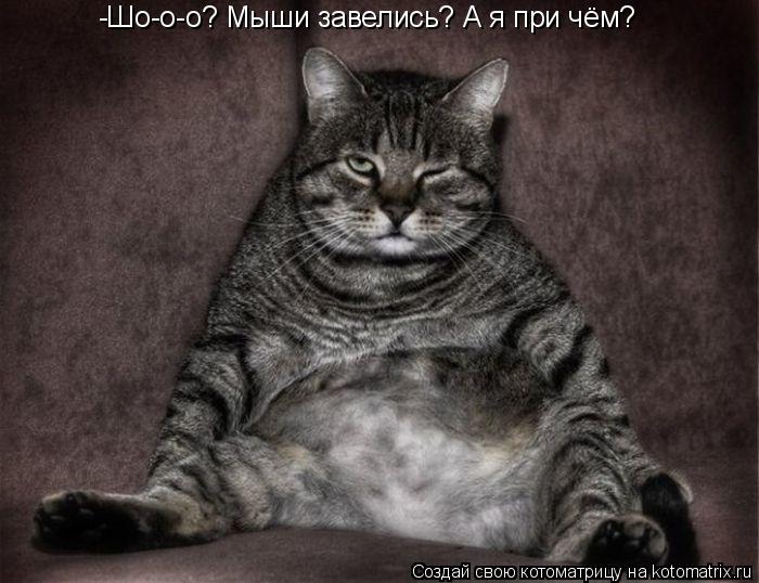 -Шо-о-о? Мыши завелись? А я при чём?... Котоматрица: -Шо-о-о? Мыши завелись? А я при чём?