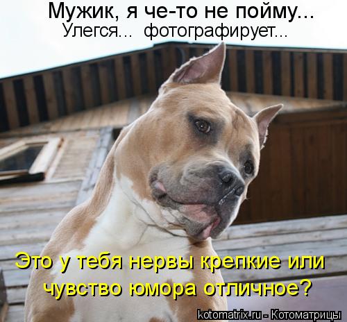 Это у тебя нервы крепкие или чувство юмора отличное? Мужик, я че-то не пойму... Улегся... фотографир... Котоматрица: Это у тебя нервы крепкие или чувство юмора отличное? Мужик, я че-то не пойму... Улегся... фотографирует...