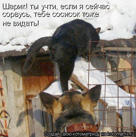 Шарик! ты учти, если я сейчас сорвусь, тебе сосисок тоже не видать!... Котоматрица: Шарик! ты учти, если я сейчас сорвусь, тебе сосисок тоже не видать!