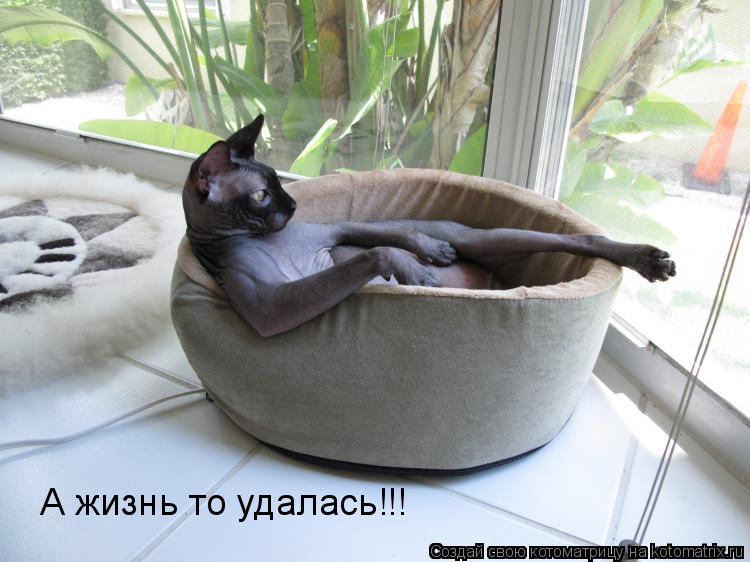 А жизнь то удалась!!!... Котоматрица: А жизнь то удалась!!!