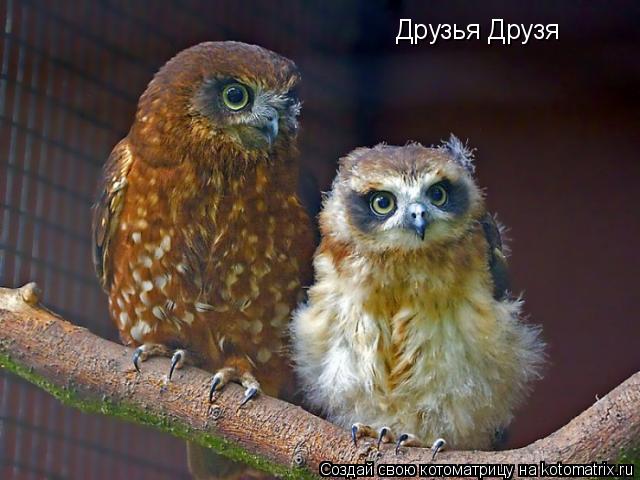 Друзья Друзя... Котоматрица: Друзья Друзя