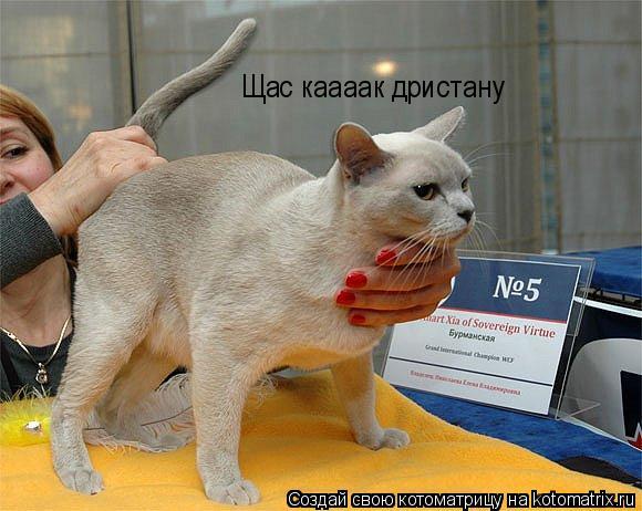 Щас каааак дристану... Котоматрица: Щас каааак дристану