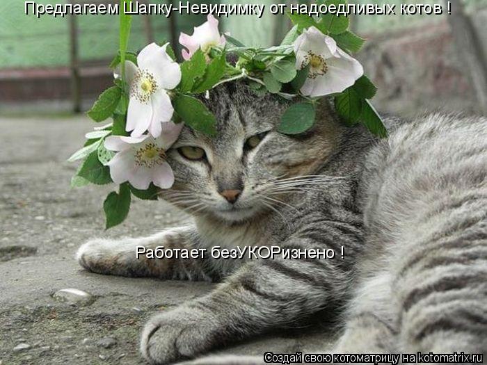 Предлагаем Шапку-Невидимку от надоедливых котов ! Работает безУКОРизнено !... Котоматрица: Предлагаем Шапку-Невидимку от надоедливых котов ! Работает безУКОРизнено !