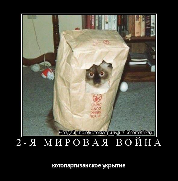 2-я мировая война котопартизанское укрытие... Котоматрица: 2-я мировая война котопартизанское укрытие