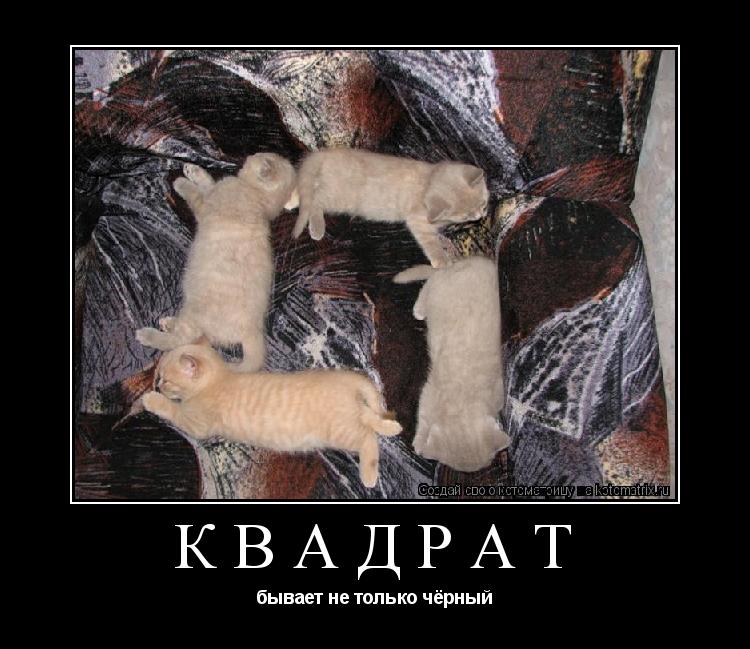 КВАДРАТ бывает не только чёрный... Котоматрица: КВАДРАТ бывает не только чёрный