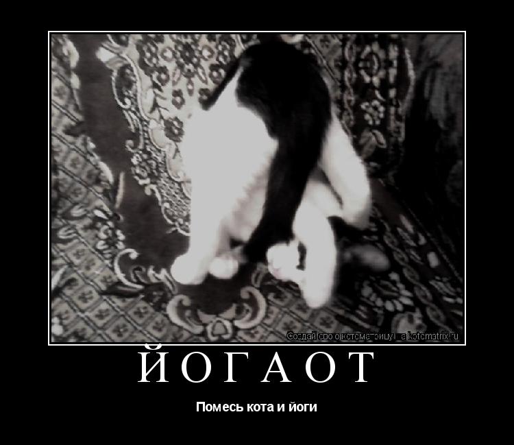 Йогаот Помесь кота и йоги... Котоматрица: Йогаот Помесь кота и йоги