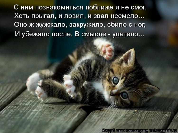 С ним познакомиться поближе я не смог, Хоть прыгал, и ловил, и звал несмело... Оно ж жужжало, закружи... Котоматрица: С ним познакомиться поближе я не смог, Хоть прыгал, и ловил, и звал несмело... Оно ж жужжало, закружило, сбило с ног, И убежало после. В смысле -