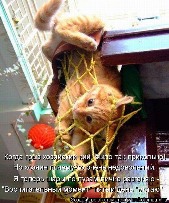 Когда грыз хозяйский кий, было так прикольно! Но хозяин почему-то очень недовольный... Я теперь шары ... Котоматрица: Когда грыз хозяйский кий, было так прикольно! Но хозяин почему-то очень недовольный... Я теперь шары по лузам лично разгоняю - "Воспитательны