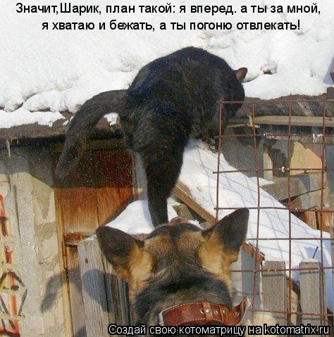 Значит,Шарик, план такой: я вперед. а ты за мной, я хватаю и бежать, а ты погоню отвлекать!... Котоматрица: Значит,Шарик, план такой: я вперед. а ты за мной, я хватаю и бежать, а ты погоню отвлекать!