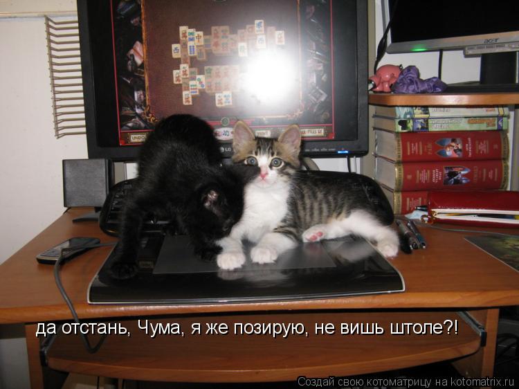 да отстань, Чума, я же позирую, не вишь штоле?!... Котоматрица: да отстань, Чума, я же позирую, не вишь штоле?!
