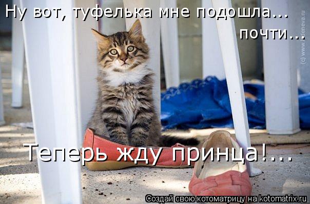 Котоматрица: Ну вот, туфелька мне подошла... почти... Теперь жду принца!...