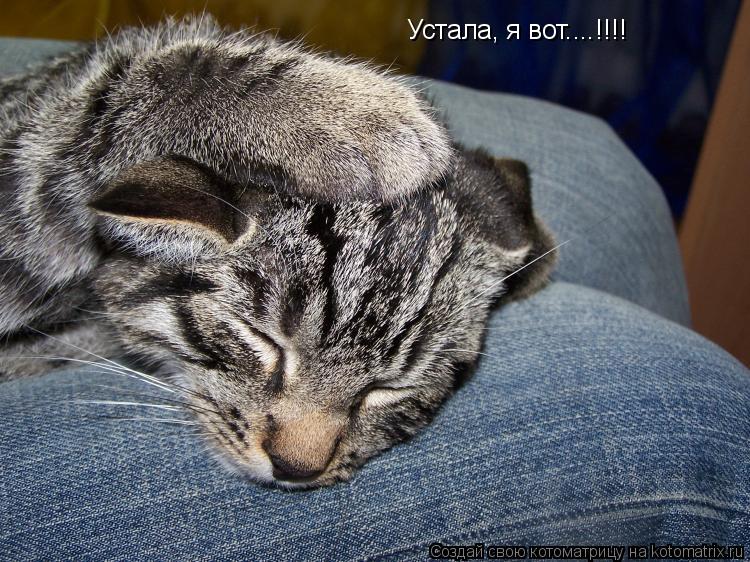 Устала, я вот....!!!!... Котоматрица: Устала, я вот....!!!!