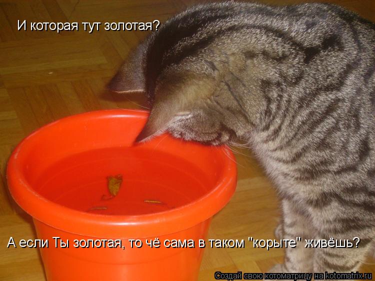 И которая тут золотая? А если Ты золотая, то чё сама в таком "корыте" живёшь?... Котоматрица: И которая тут золотая? А если Ты золотая, то чё сама в таком "корыте" живёшь?