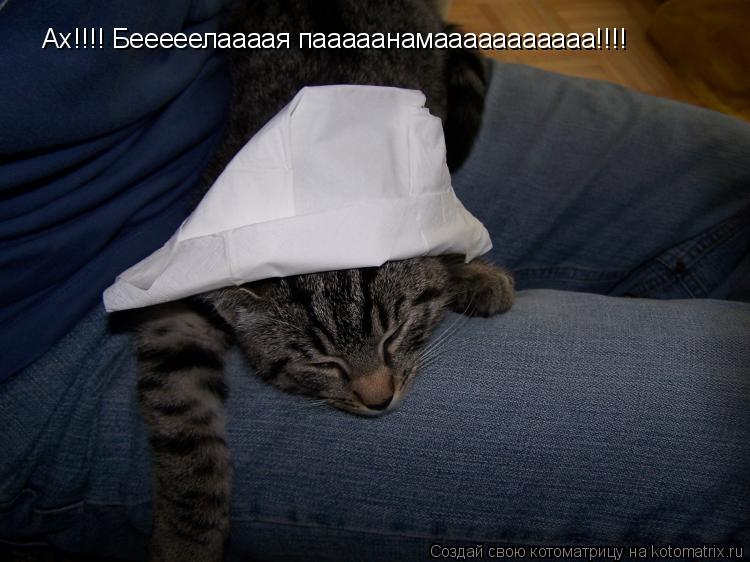Ах!!!! Бееееелаааая пааааанамааааааааааа!!!!... Котоматрица: Ах!!!! Бееееелаааая пааааанамааааааааааа!!!!