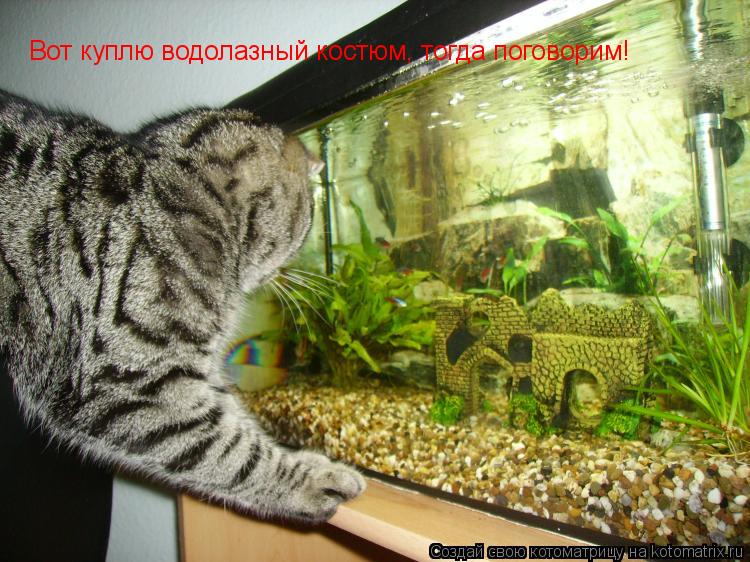 Вот куплю водолазный костюм, тогда поговорим!... Котоматрица: Вот куплю водолазный костюм, тогда поговорим!