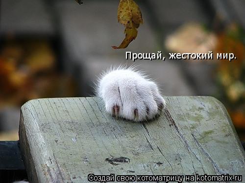 Прощай, жестокий мир.... Котоматрица: Прощай, жестокий мир.