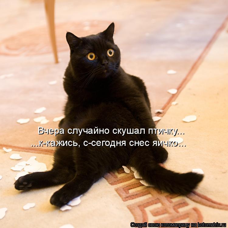 Вчера случайно скушал птичку... ...к-кажись, с-сегодня снес яичко...... Котоматрица: Вчера случайно скушал птичку... ...к-кажись, с-сегодня снес яичко...