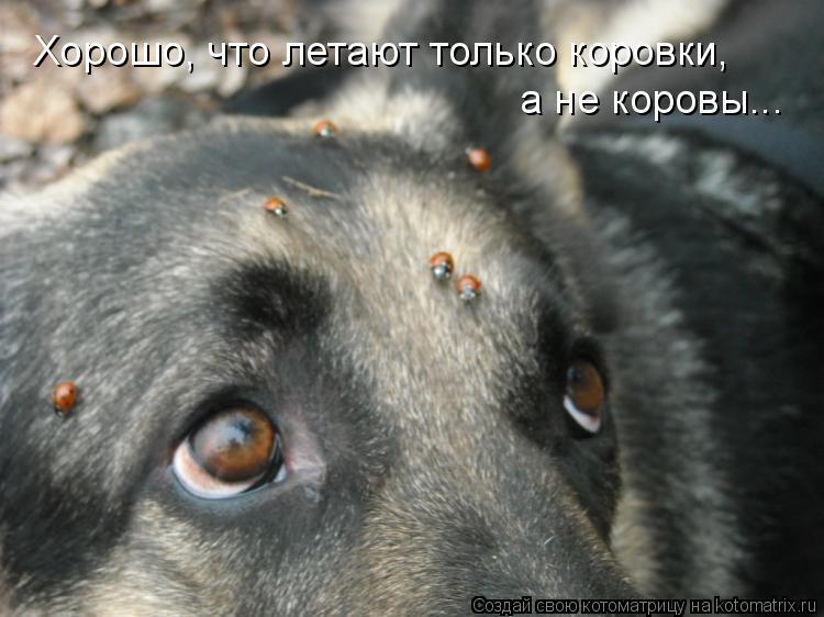 Хорошо, что летают только коровки, а не коровы...... Котоматрица: Хорошо, что летают только коровки, а не коровы...