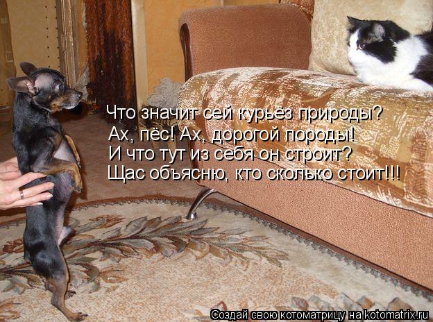 Котоматрица: Что значит сей курьёз природы? Ах, пёс! Ах, дорогой породы! И что тут из себя он строит? Щас объясню, кто сколько стоит!!!
