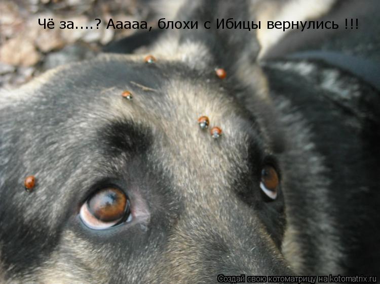 Чё за....? Ааааа, блохи с Ибицы вернулись !!!... Котоматрица: Чё за....? Ааааа, блохи с Ибицы вернулись !!!