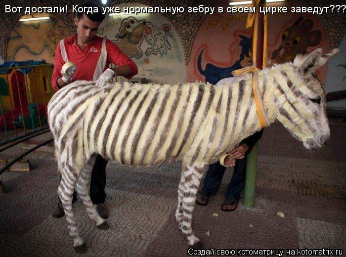 Вот достали! Когда уже нормальную зебру в своем цирке заведут???... Котоматрица: Вот достали! Когда уже нормальную зебру в своем цирке заведут???
