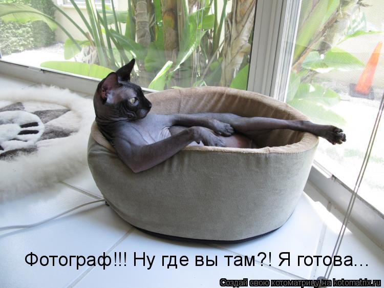 Фотограф!!! Ну где вы там?! Я готова...... Котоматрица: Фотограф!!! Ну где вы там?! Я готова...