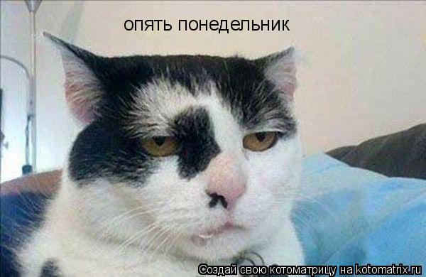 опять понедельник... Котоматрица: опять понедельник