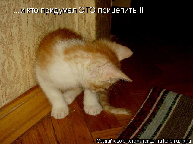 Котоматрица: ...и кто придумал ЭТО прицепить!!!