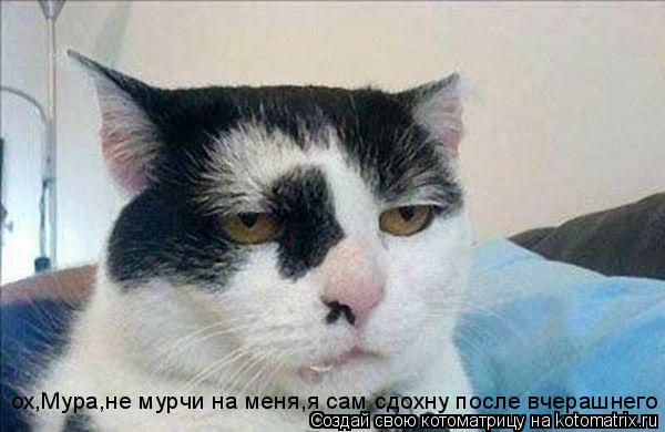 Котоматрица: ох,Мура,не мурчи на меня,я сам сдохну после вчерашнего