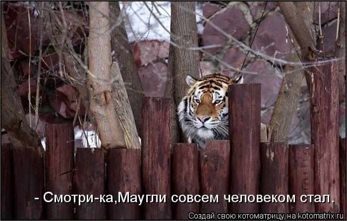 Котоматрица: - Смотри-ка,Маугли совсем человеком стал.