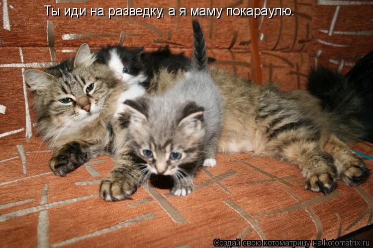 Котоматрица: Ты иди на разведку, а я маму покараулю.