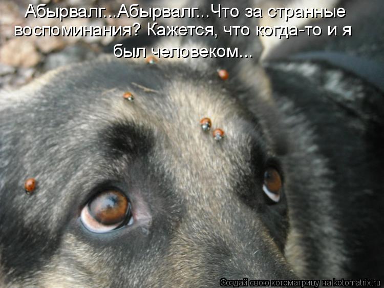 Котоматрица: Абырвалг...Абырвалг...Что за странные был человеком... воспоминания? Кажется, что когда-то и я