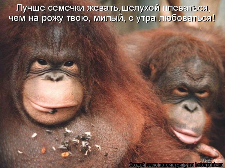 Котоматрица: Лучше семечки жевать,шелухой плеваться, чем на рожу твою, милый, с утра любоваться!